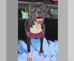 Small #1 American Pit Bull Terrier
