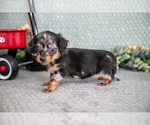 Small Photo #6 Dachshund Puppy For Sale in ELIZABETHTOWN, PA, USA