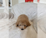 Puppy Gray Goldendoodle (Miniature)