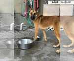 Small #2 German Shepherd Dog Mix