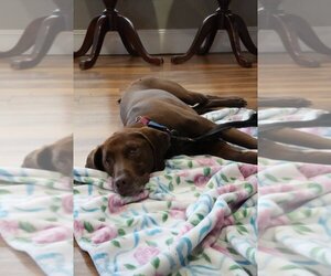 Labrador Retriever-Unknown Mix Dogs for adoption in Boston, MA, USA