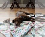Small Labrador Retriever Mix