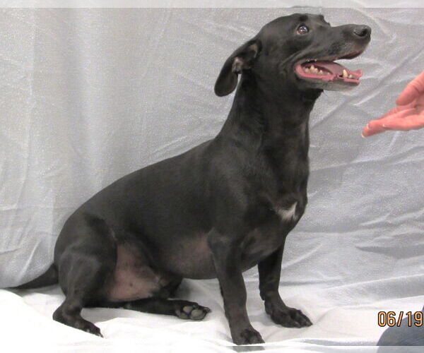 Medium Photo #2 Chiweenie Puppy For Sale in Conroe, TX, USA