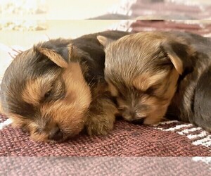 Yorkshire Terrier Puppy for sale in VIRGINIA BEACH, VA, USA