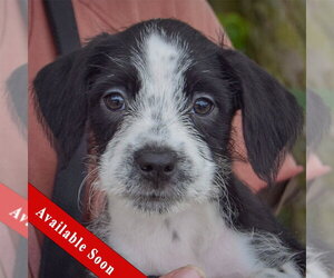 Mutt Dogs for adoption in Huntley, IL, USA