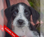 Small Mutt