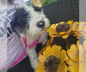 Mutt Dogs for adoption in Grafton, WI, USA
