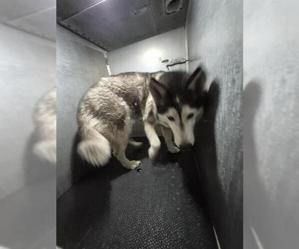 Medium Photo #1 Siberian Husky-Unknown Mix Puppy For Sale in San Antonio, TX, USA