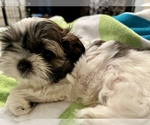 Small Photo #6 Shih Tzu Puppy For Sale in MOORESVILLE, NC, USA