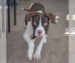 Small #3 American Staffordshire Terrier-Boxer Mix