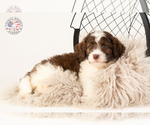 Small Photo #7 Saint Berdoodle Puppy For Sale in LEAVENWORTH, IN, USA