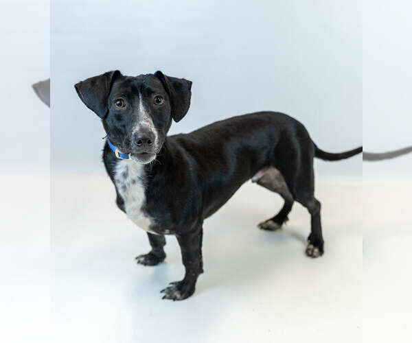 Medium Photo #6 Dachsador Puppy For Sale in Kennesaw, GA, USA
