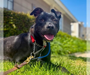 Marilynn - Female Labrador Retriever-Unknown Mix Dog for Adoption - Photo #9