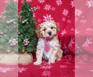 Cavachon-Poodle (Miniature) Mix Puppy for sale in AIRVILLE, PA, USA