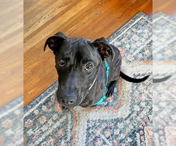 Medium Photo #10 Labrador Retriever-Unknown Mix Puppy For Sale in Minneapolis, MN, USA