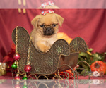 Small Photo #9 Brug Puppy For Sale in SAFFORD, AZ, USA