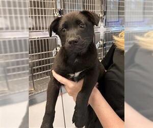 German Shepherd Dog Dogs for adoption in Houston, TX, USA