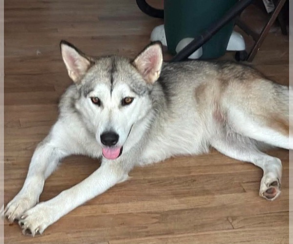Medium Photo #2 Siberian Husky-Unknown Mix Puppy For Sale in Germantown, OH, USA