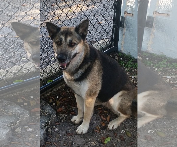 Medium Photo #3 German Shepherd Dog-Unknown Mix Puppy For Sale in Plantation, FL, USA