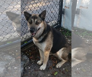 Lyssa 3178 - Female German Shepherd Dog-Unknown Mix Dog for Adoption - Photo #3