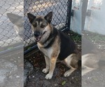 Small Photo #3 German Shepherd Dog-Unknown Mix Puppy For Sale in Plantation, FL, USA