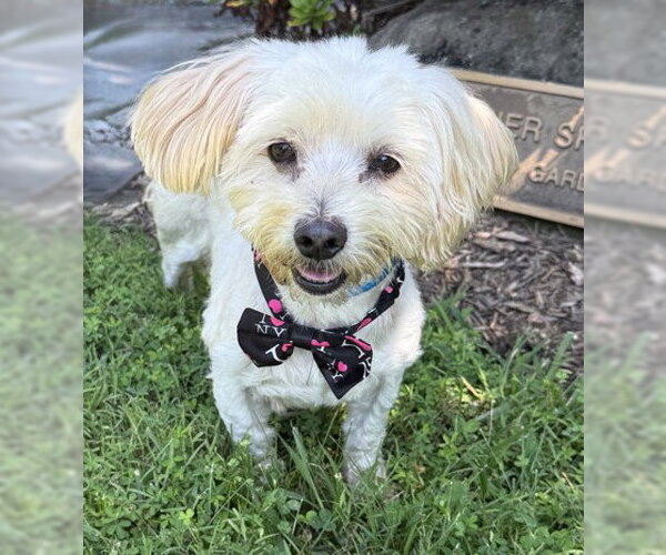Medium Photo #1 Maltese-Unknown Mix Puppy For Sale in Warrenton, VA, USA
