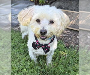 Maltese-Unknown Mix Dogs for adoption in Warrenton, VA, USA