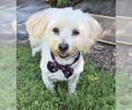Small Maltese Mix