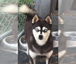 Small Photo #1 Alaskan Klee Kai Puppy For Sale in WILLIAMSBURG, OH, USA