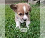 Puppy Oliver Gray Pembroke Welsh Corgi