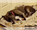 Small #1 American Pit Bull Terrier Mix