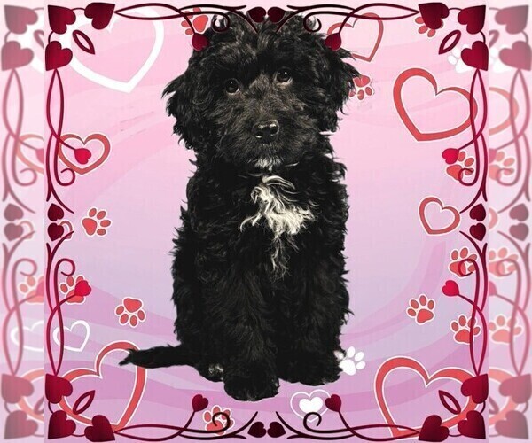 Medium Photo #44 Bernedoodle (Miniature) Puppy For Sale in PEYTON, CO, USA