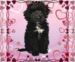 Small Photo #44 Bernedoodle (Miniature) Puppy For Sale in PEYTON, CO, USA