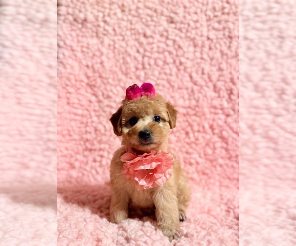 Medium Photo #3 Poodle (Toy) Puppy For Sale in REDLANDS, CA, USA