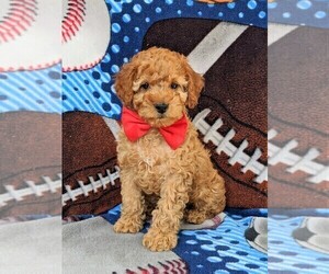 Cockapoo-Poodle (Miniature) Mix Puppy for sale in NOTTINGHAM, PA, USA
