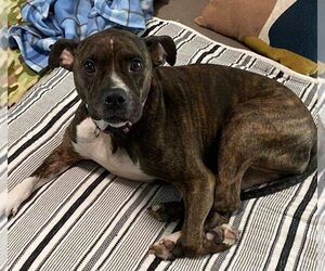 Bullboxer Pit Dogs for adoption in Fenton, MO, USA