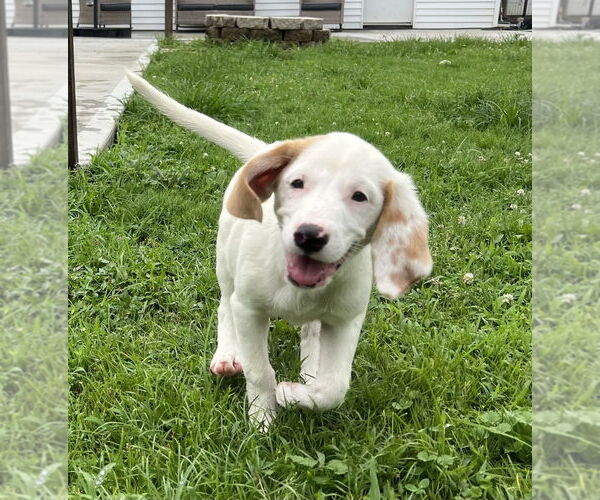 Medium Photo #7 Jack-A-Bee Puppy For Sale in Aurora, IN, USA