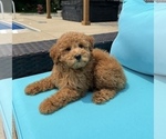 Small #5 Goldendoodle (Miniature)