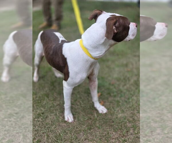 Medium Photo #3 American Pit Bull Terrier-Unknown Mix Puppy For Sale in garner, NC, USA