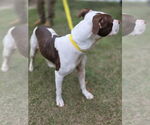 Small #2 American Pit Bull Terrier Mix