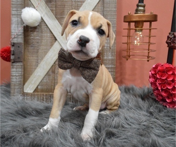 Medium Photo #1 American Pit Bull Terrier Puppy For Sale in HONEY BROOK, PA, USA