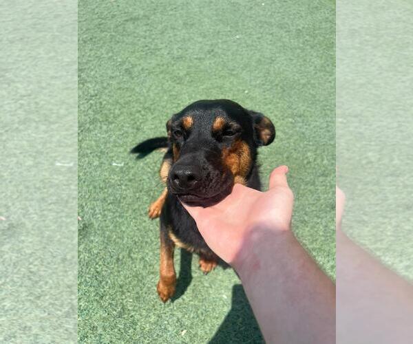 Medium Photo #3 Australian Kelpie-Unknown Mix Puppy For Sale in Rockwall, TX, USA