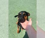 Small #2 Australian Kelpie Mix