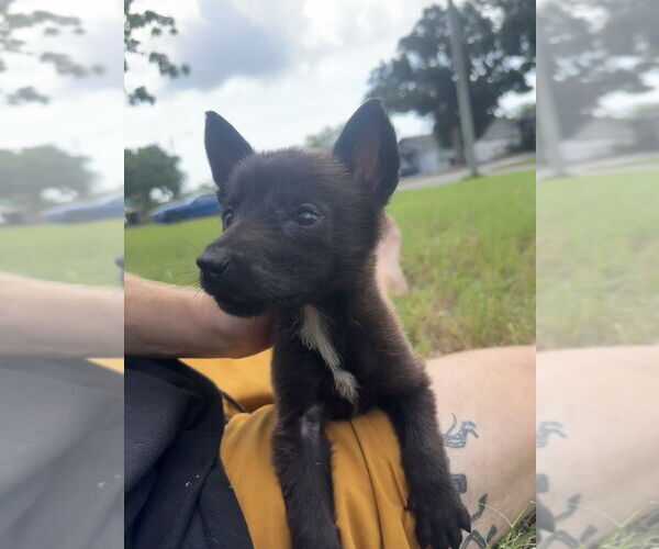 Medium Photo #2 Mutt Puppy For Sale in Imlay City, MI, USA