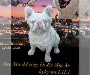 Father of the French Bulldog puppies born on 01/12/2026