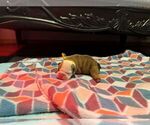 Small #1 English Bulldog