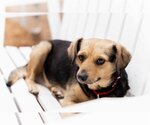 Small Photo #1 Beagle-Unknown Mix Puppy For Sale in  Ramona, CA, USA