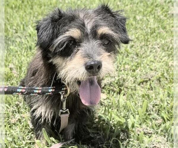 Medium Photo #2 Cairn Terrier-Unknown Mix Puppy For Sale in Houston, TX, USA