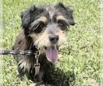 Small #1 Cairn Terrier Mix