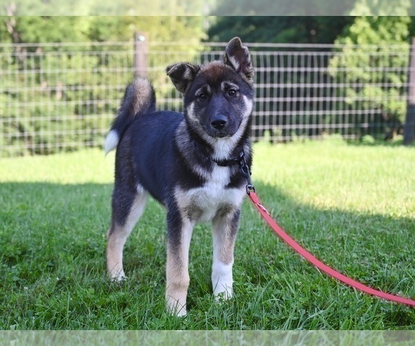 Medium Photo #3 Akita Puppy For Sale in MILLERSBURG, OH, USA